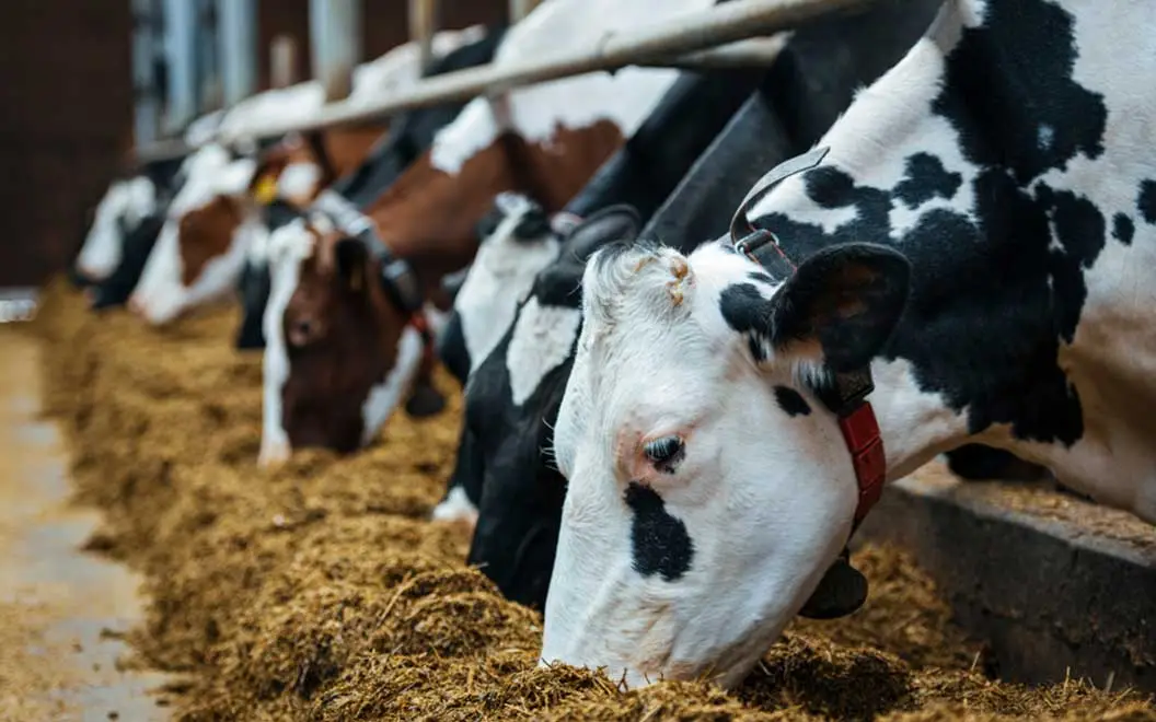 Poultry and Animal Feed